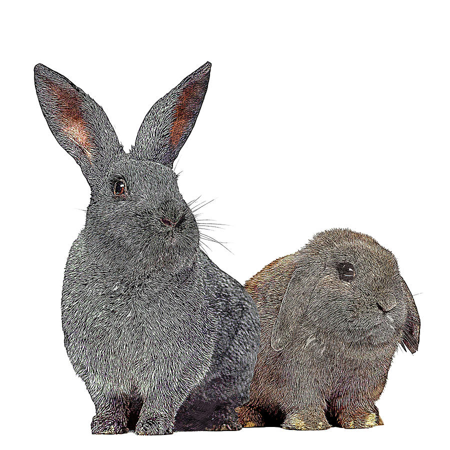 Two Little Angel, Argente Rabbit and Holland Lop Rabbit Painting by Custom Pet Portrait Art Studio