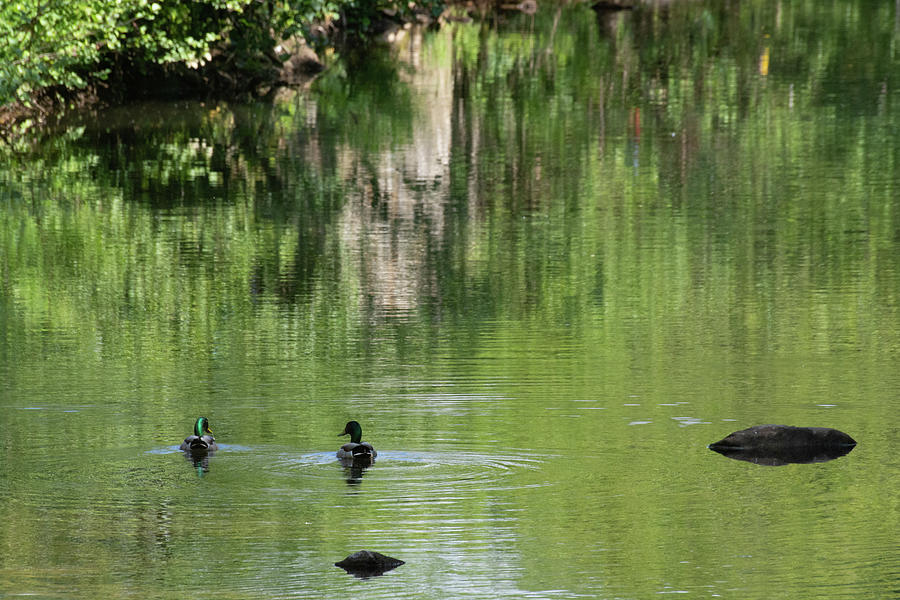 Two Little Ducks Photograph