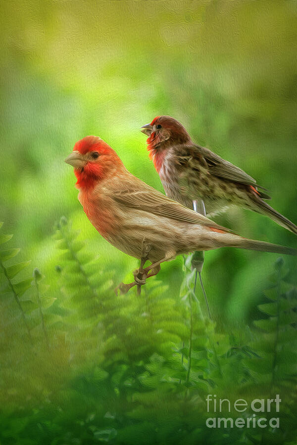 Two Little Finches Photograph by Shelia Hunt