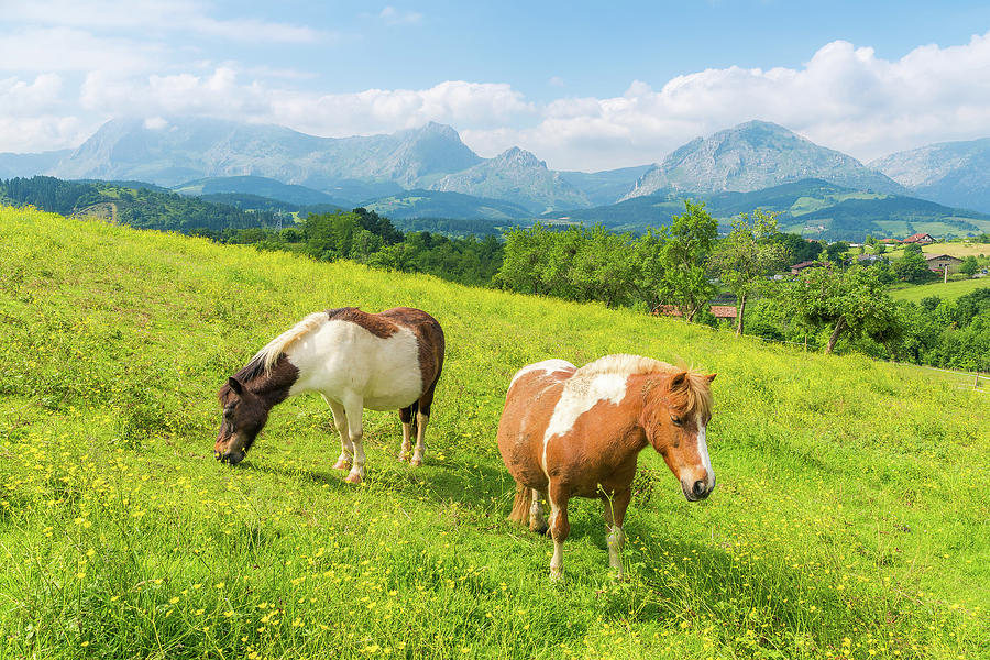 Two Little Horses In A Flowered Field Photograph