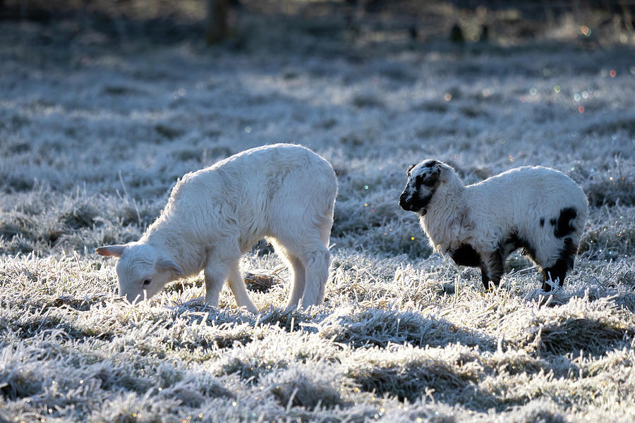 Two Little Lambs in Winter Photograph by Peggy Collins
