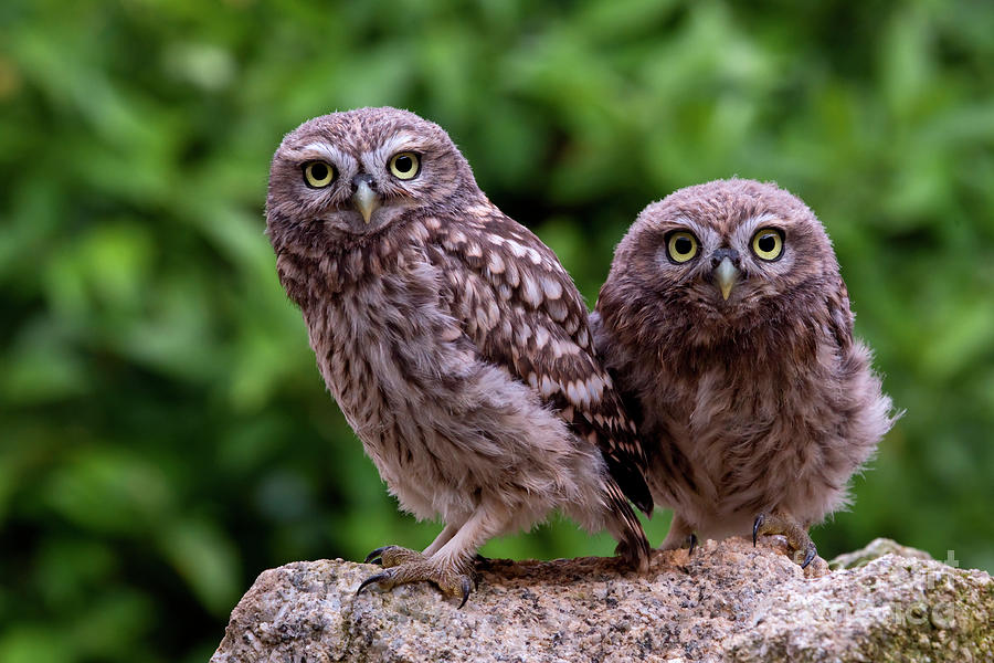 Two Little Owls Photograph by Marion Vollborn