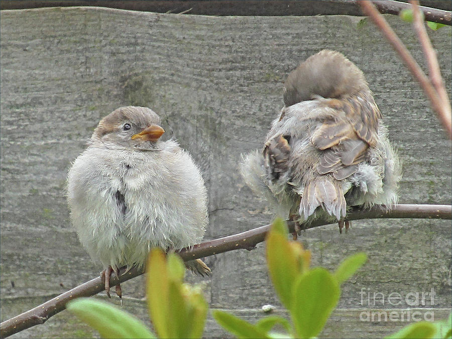 Two little Sparrows Photograph by Kim Tran