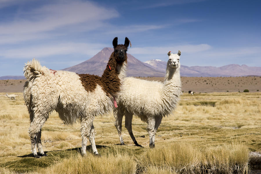 Two llamas on a bofedal Photograph by Santiago Urquijo