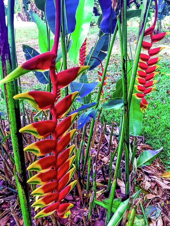 Two Lobster Claw Heliconia Aloha  Photograph by Joalene Young