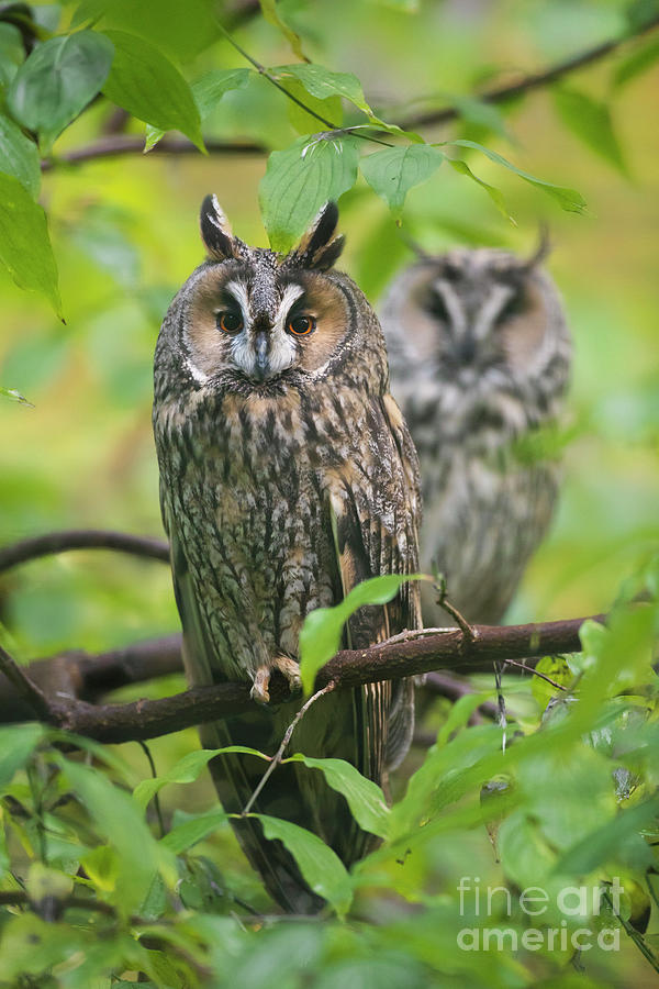 Two Long-eared Owls in Tree Photograph by Arterra Picture Library