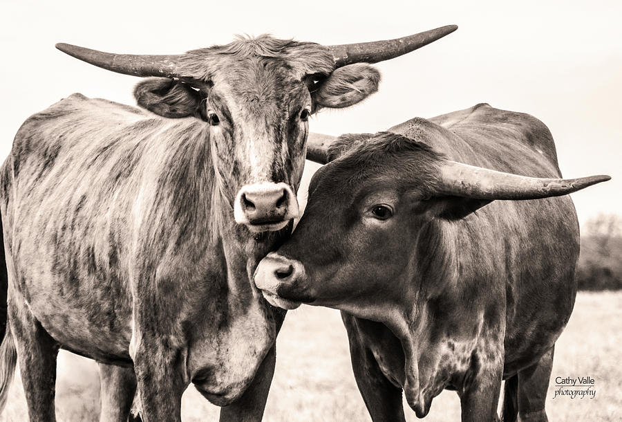 Two Longhorn Heifers Photograph by Cathy Valle