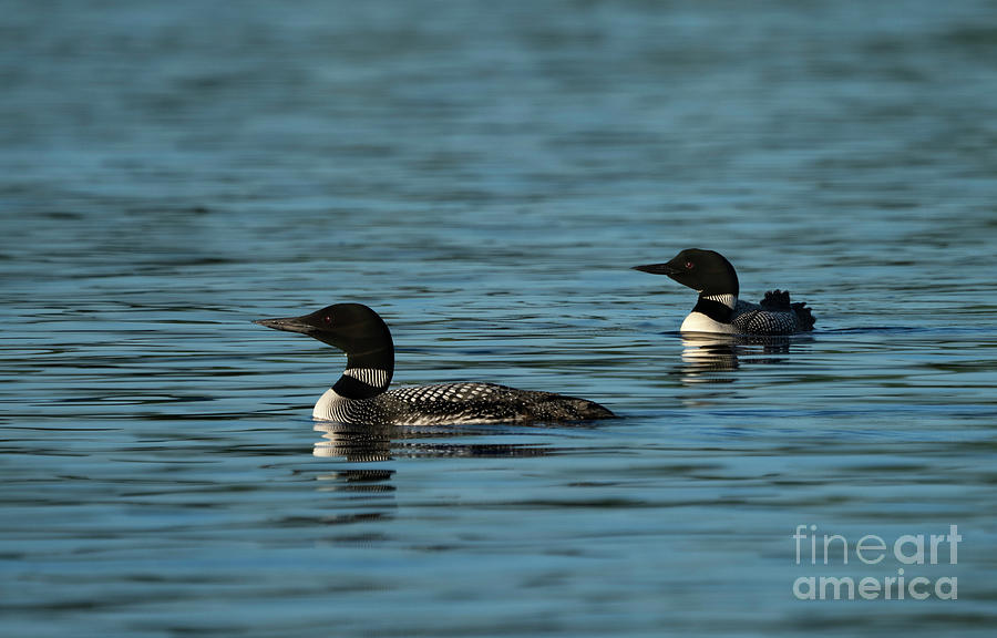 Two Loons Photograph by Bill Frische