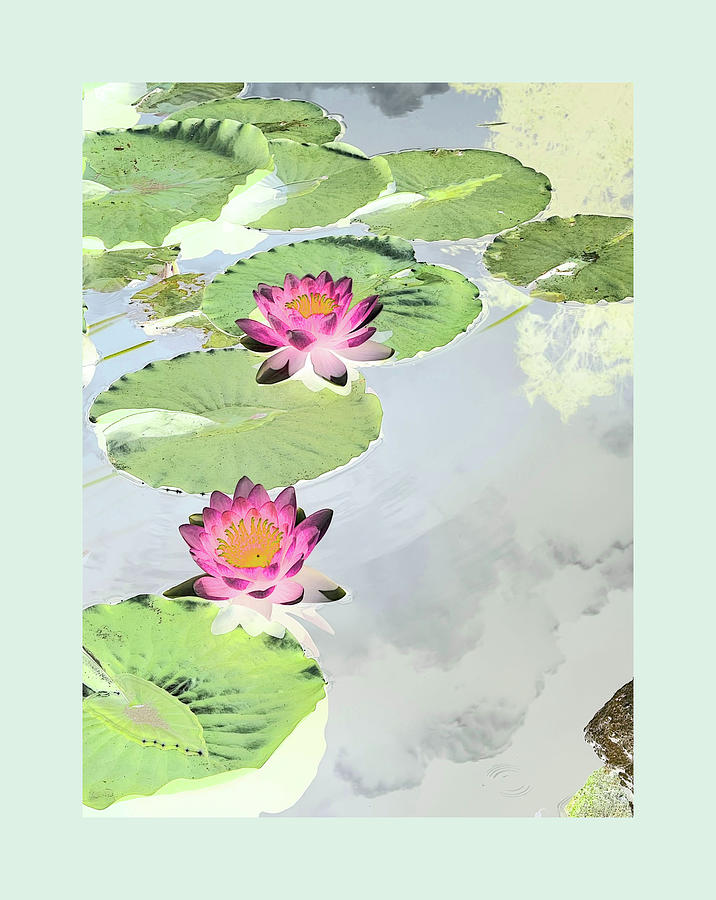 Two Lotus Lilies Photograph by Diane Lindon Coy