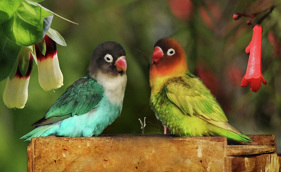 Two love birds in nature - Animal photo Photograph by Stephan Grixti