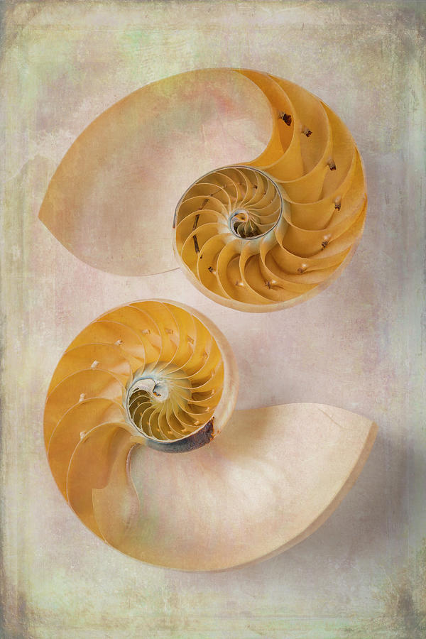 Two Lovely Textured Nautilus Shells Photograph by Garry Gay