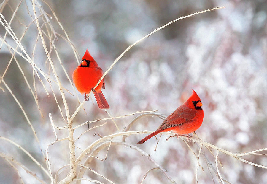 Two Male Cardinals Photograph by Deborah Penland
