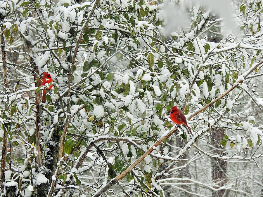 Two Male Northern Cardinals in Snow Photograph by Eunice Miller