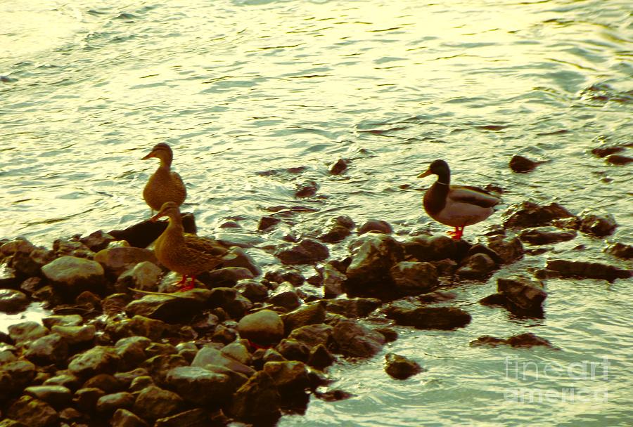 Bird Photograph - Two Mallard Hens And A Drake On A Rock Jetty    St. Joseph River    Indiana  Winter by Rory Cubel