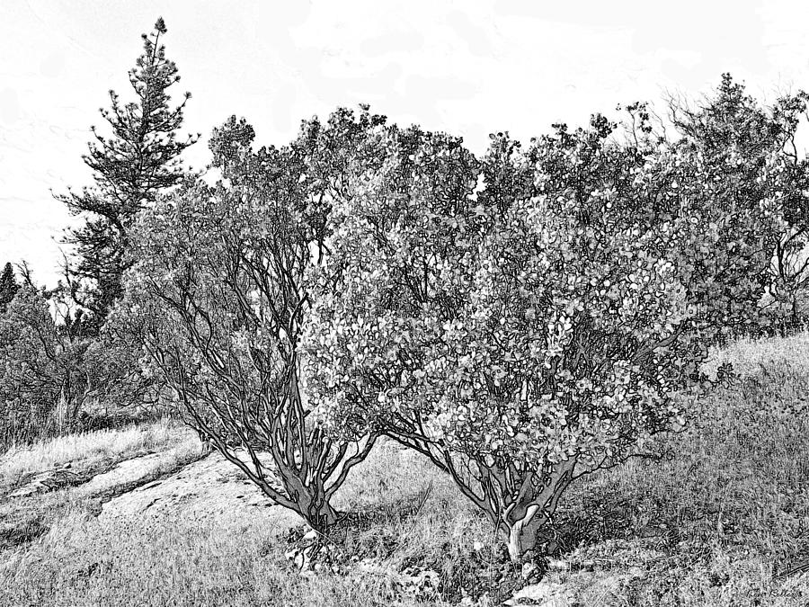 Two Manzanita Trees Photograph