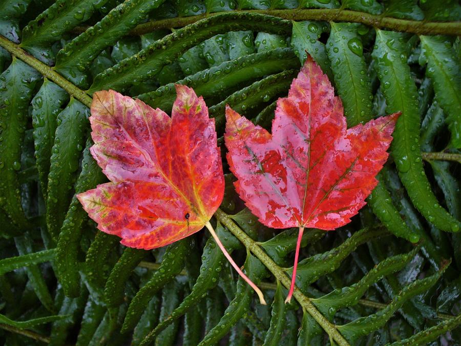 Two Maple Leaves Photograph by Kathrin Poersch
