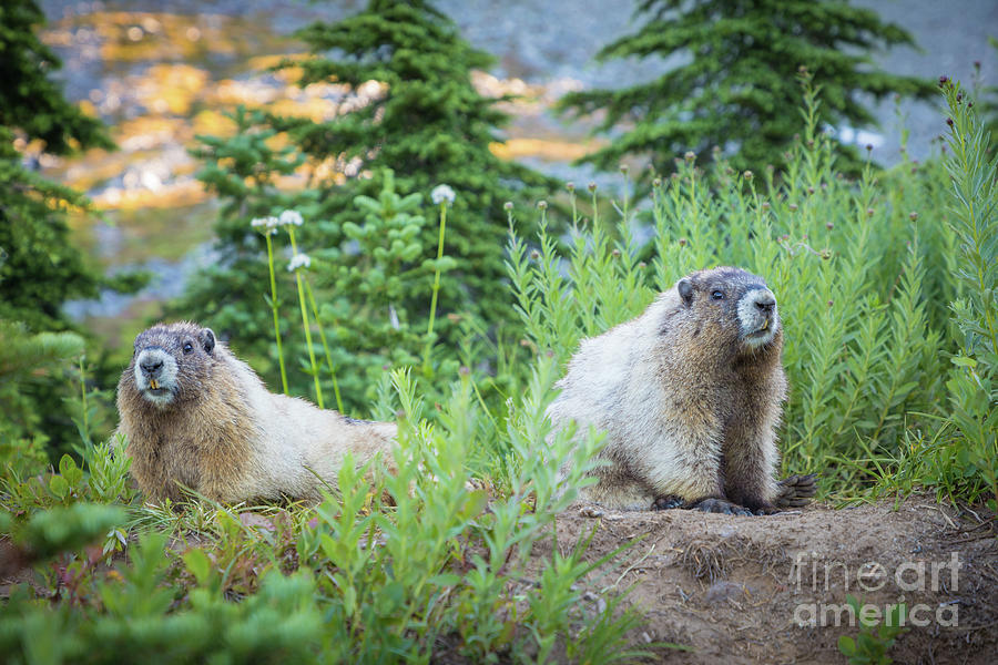 Two Marmots Photograph by Inge Johnsson