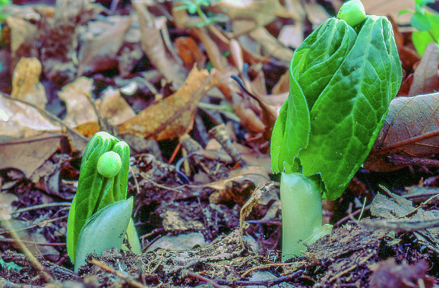Two Mayapples Sprouting P 405 Photograph by James C Richardson