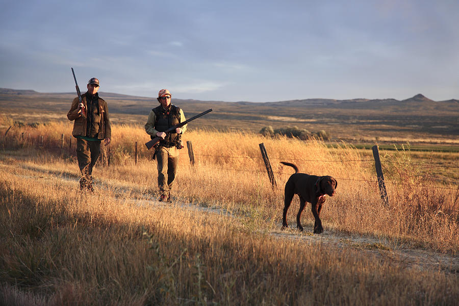 Two men hunting with Chocolate labrador Photograph by Karl Weatherly