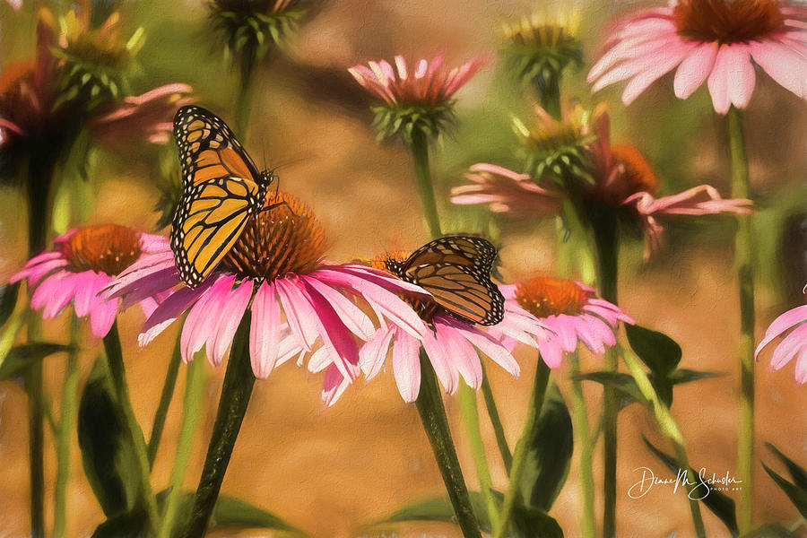 Two Monarchs On Coneflowers Photograph by Diane Schuster