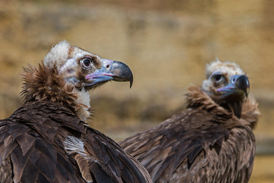 Two Monk Vultures Photograph by Arterra Picture Library