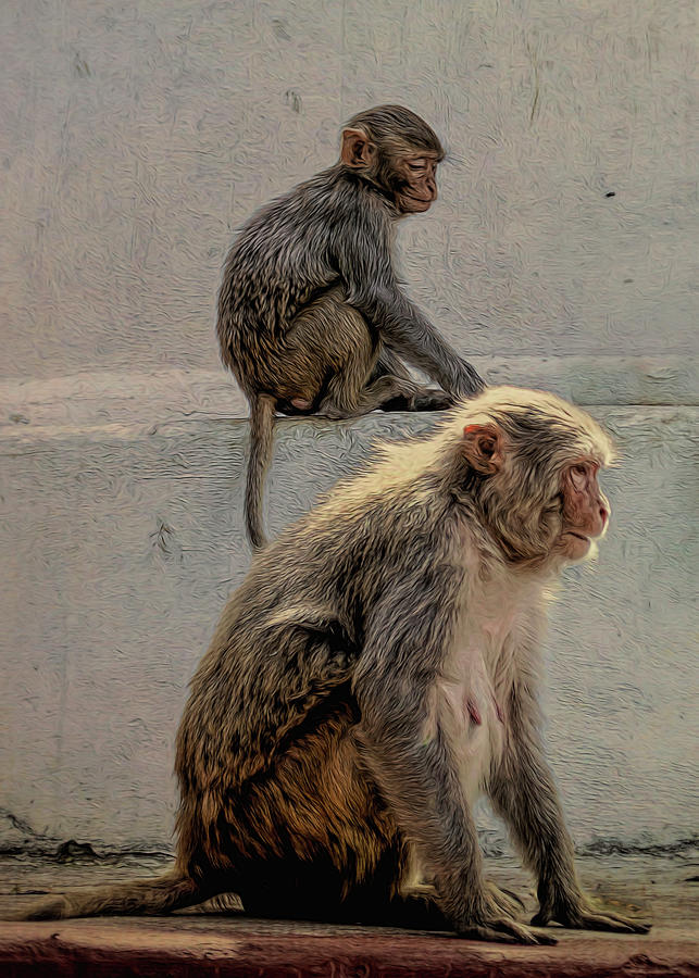 Two Monkeys Photograph by Maria Coulson
