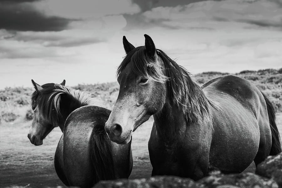 Two Moorland Horses Black And White Photograph by Jonathan Maddicott ...