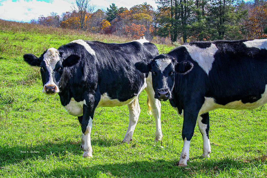 Two Moos Photograph by Dale R Carlson
