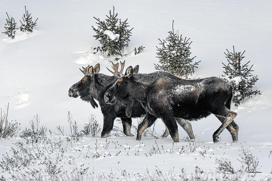 Bull Moose Photograph - Two Moose in the Snow by Stephen Johnson