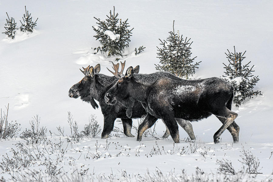 Two Moose in the Snow Photograph by Stephen Johnson