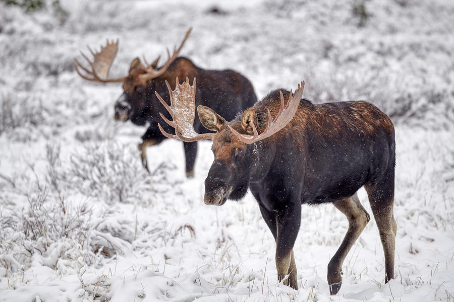 Yellowstone National Park Photograph - Two Moose by Paul Freidlund