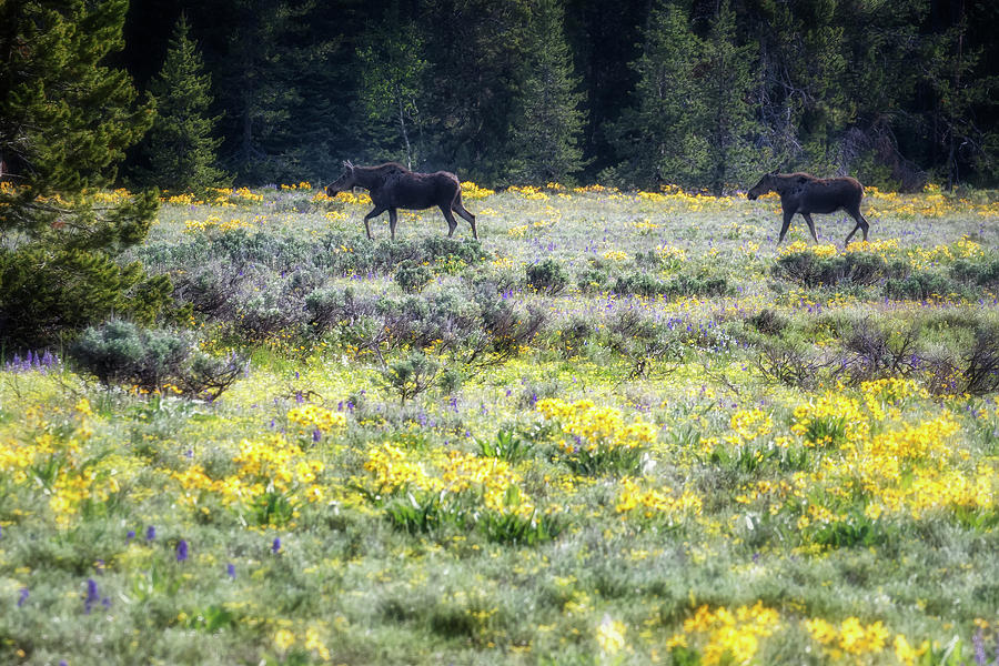 Two Moose Walking Towards Pilgrim Creek Photograph by Belinda Greb