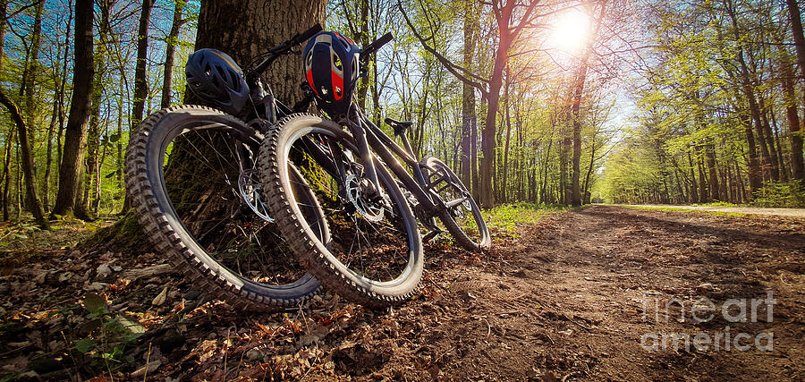 Two mountain bikes leaned on a tree next to a trail Photograph by Mendelex Photography