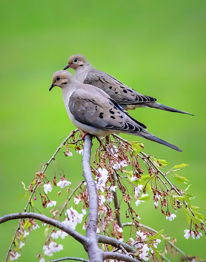 Two Mourning Doves Photograph by Deborah Penland