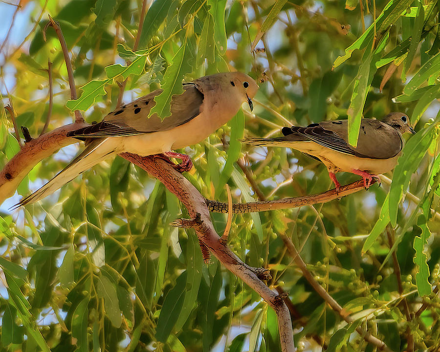 Two Mourning Doves H2051 Photograph