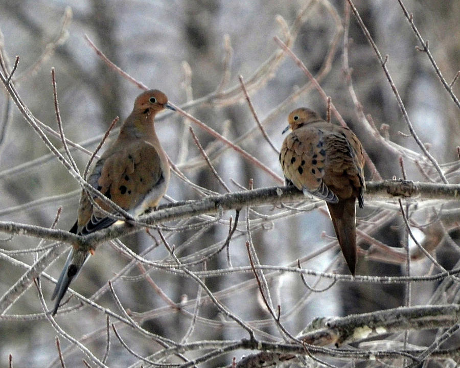 what-is-the-dove-which-means-when-a-mourning-dove-visits-you-garden