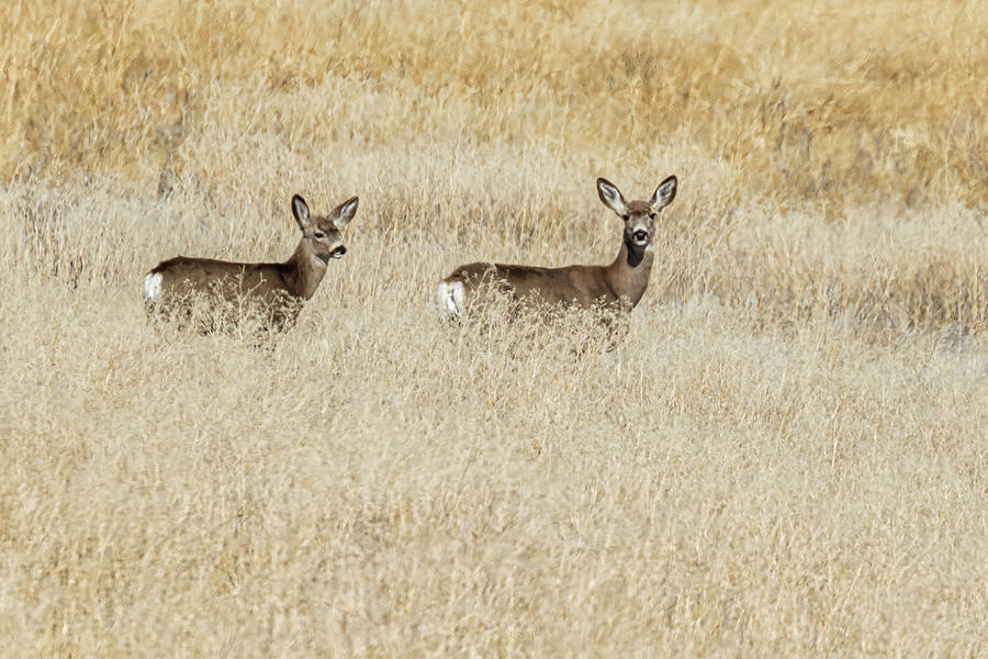 Two Mule Deer In A Field Photograph