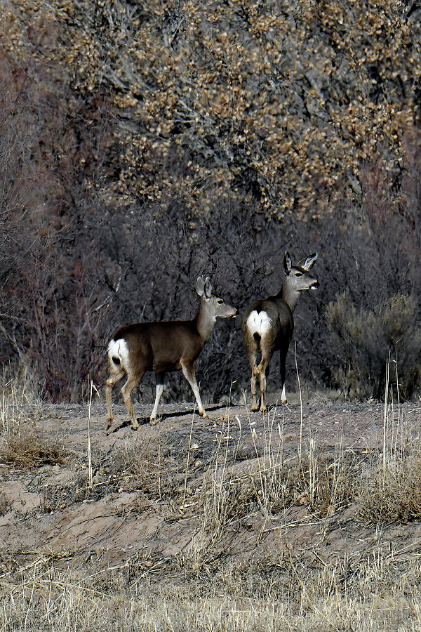 Two Mules At Bosque Photograph