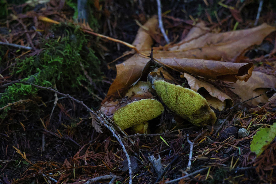 Two Mushrooms On The Forest Floor Photograph