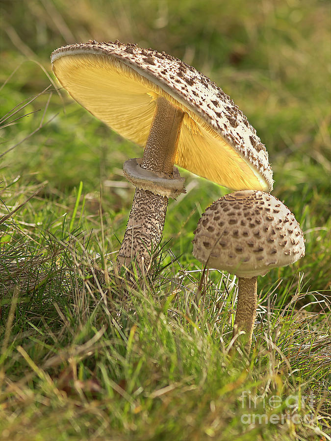 Two Mushrooms, Under Umbrella - Togetherness Photograph by Tatiana Bogracheva