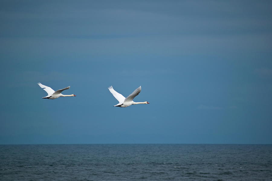 Two mut swans are flying together over the blue ocean Photograph by Ulrich Kunst And Bettina Scheidulin