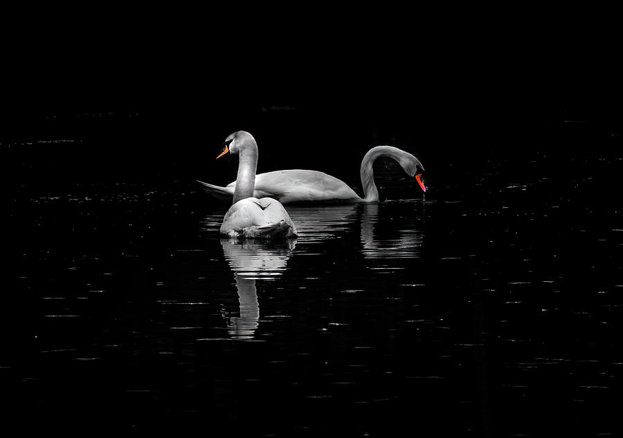 Two Mute Swans Photograph
