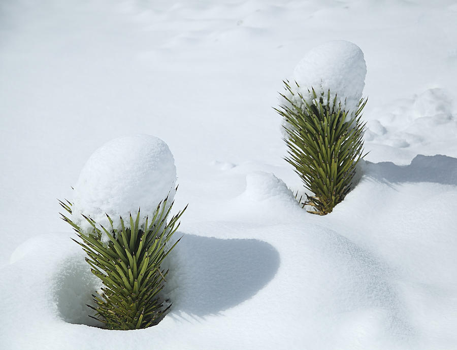 Two new Joshua Tree sprouts with caps of snow after a snowstorm Photograph by Timothy Hearsum