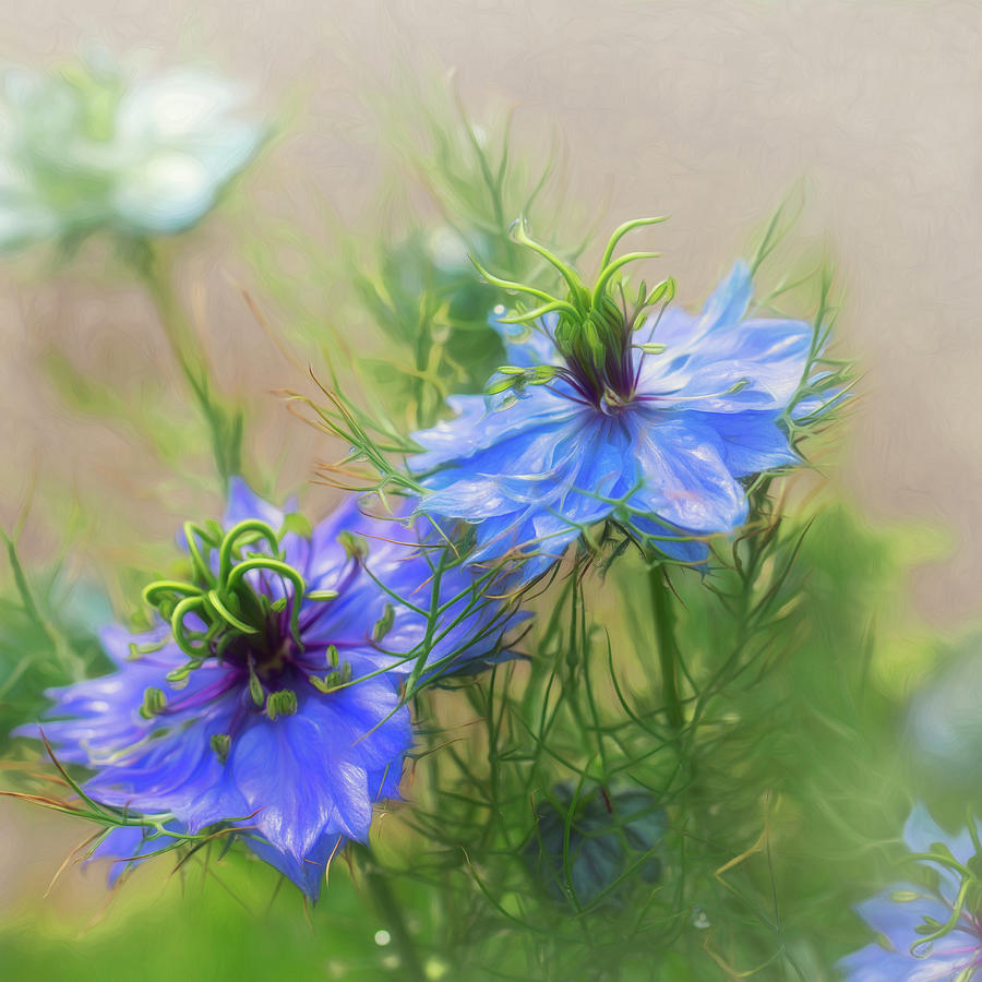 Two Nigella Painterly Square Photograph by Susan Gary