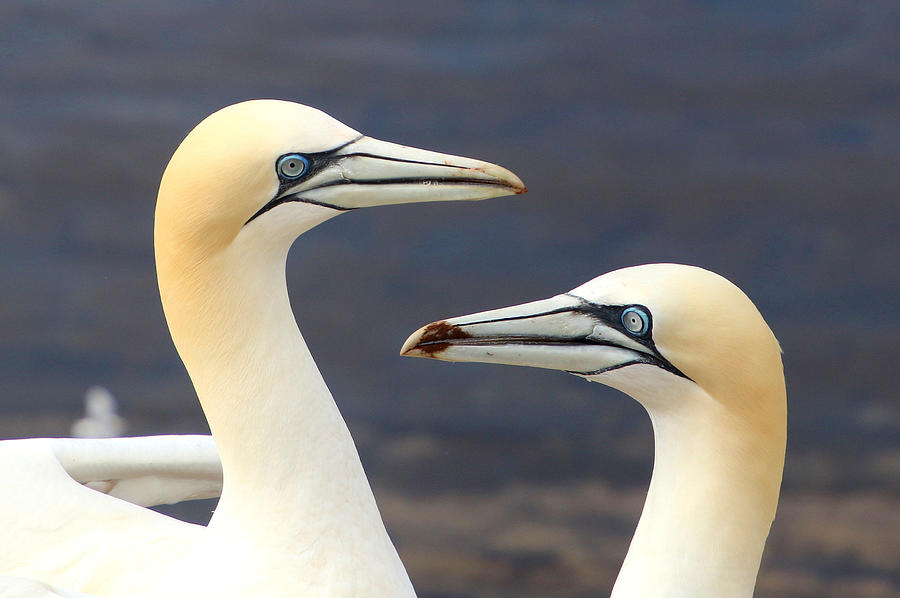 Two Northern Gannets on Helgoland, Germany Photograph by Frans Sellies
