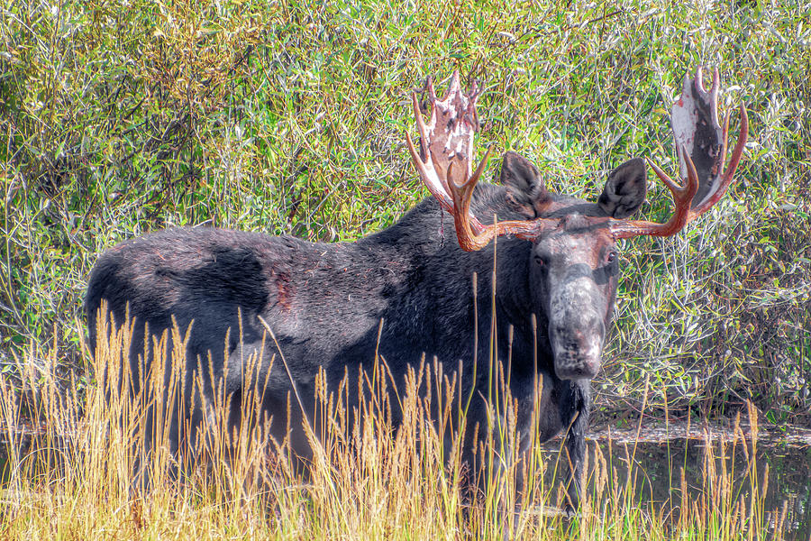 Two Ocean Moose 1 Photograph by Donald Lanham - Fine Art America