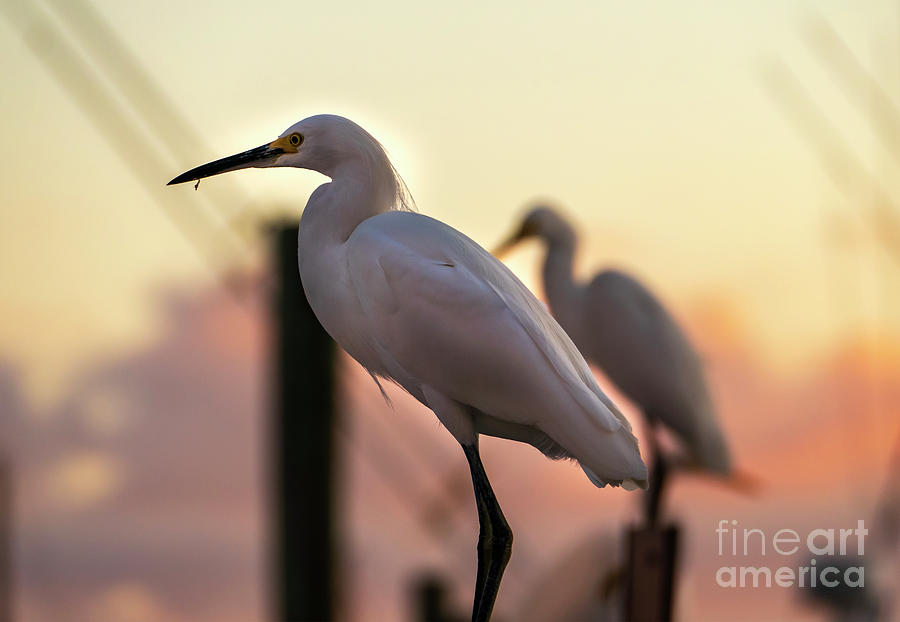 Two of a Kind Egrets Photograph by Sandra Js