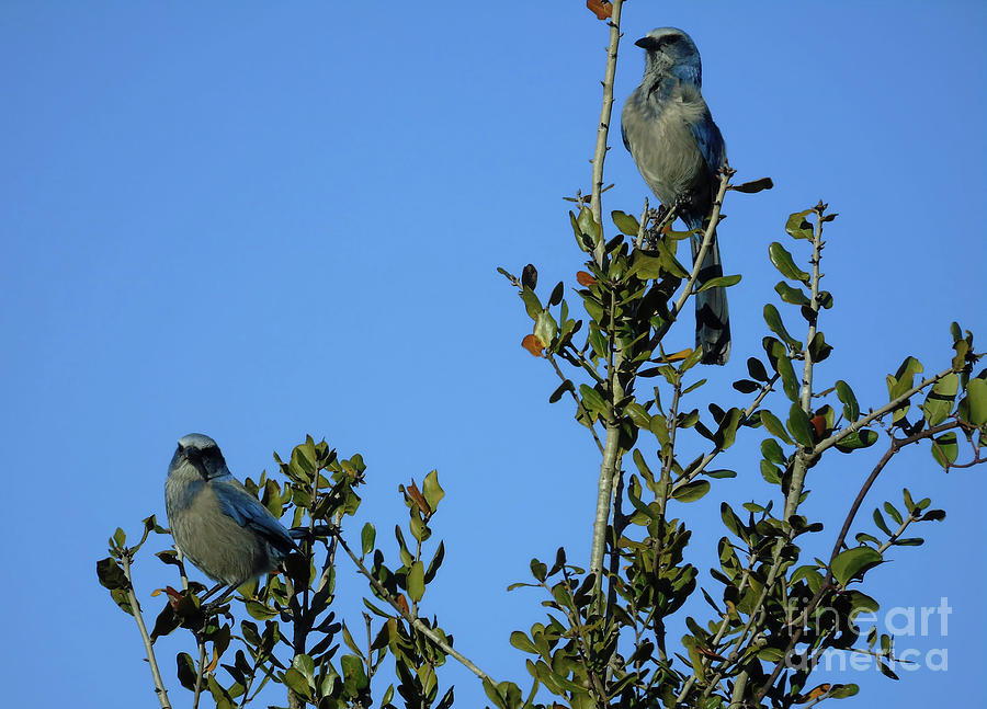 Two Of A Kind - Scrub Jays Photograph by D Hackett