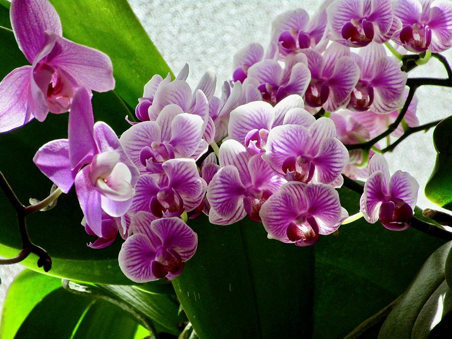 Two of My Beautiful Orchids Photograph by Phyllis Kaltenbach
