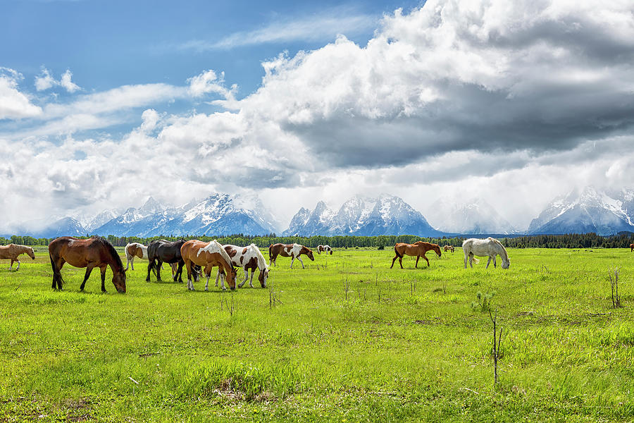 Two of My Favorite Things - Horses and The Grand Tetons Photograph by Belinda Greb